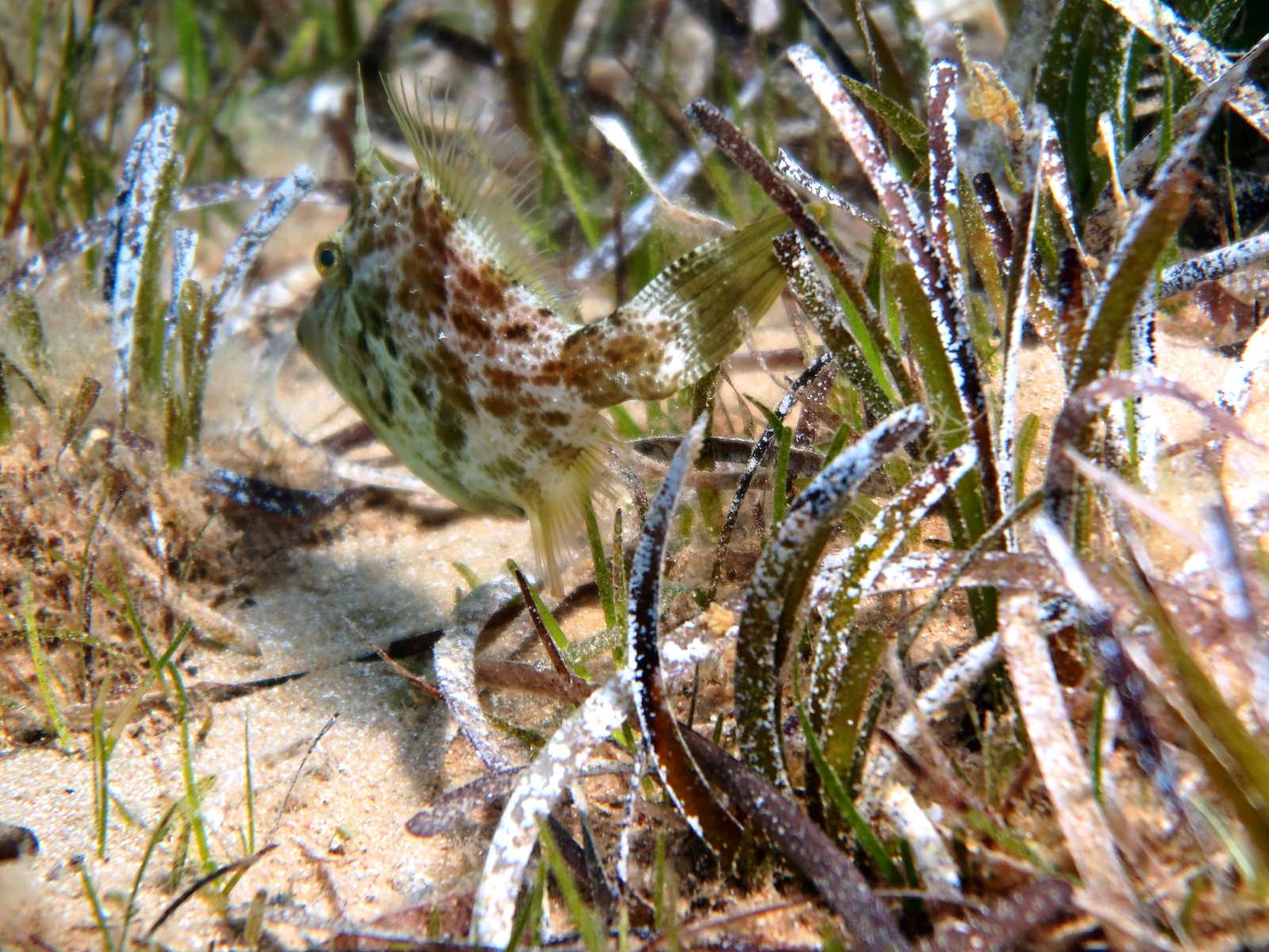 Stephanolepis diaspros (Fraser-Brunner, 1940)